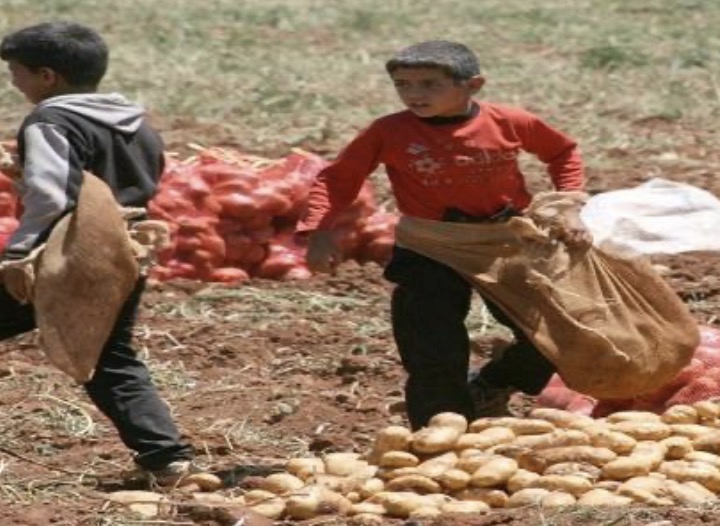 وزارة الزراعة: حصر استيراد البطاطا المصرية بـ50 ألف طن